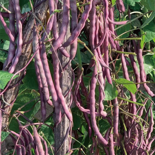 Fall Purple Kidney Bean Seeds