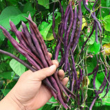 Fall Purple Kidney Bean Seeds