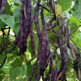 Fall Purple Kidney Bean Seeds