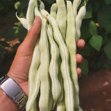 Henan Kidney Bean Seeds