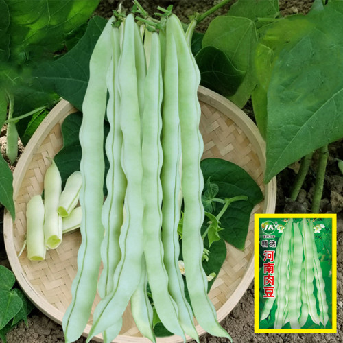 Henan Kidney Bean Seeds