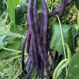 Fall Purple Kidney Bean Seeds