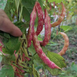 Red Golden Hook Kidney Bean Seeds
