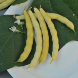 Golden Hook Kidney Bean Seeds