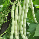 Baibulao White Kidney Bean Seeds