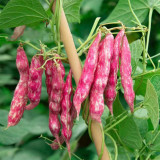 Red Golden Hook Kidney Bean Seeds