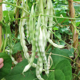 Baibulao White Kidney Bean Seeds