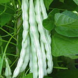 Baibulao White Kidney Bean Seeds