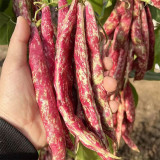 Red Golden Hook Kidney Bean Seeds
