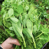 Pea Seeds for Microgreens