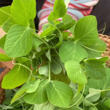 Pea Seeds for Microgreens