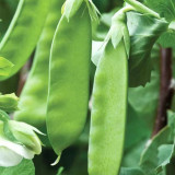 Sweet & Crispy Snow Pea Seeds