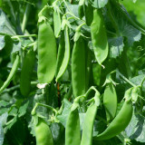 Sweet & Crispy Snow Pea Seeds