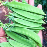 Sweet & Crispy Snow Pea Seeds