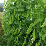 Sweet & Crispy Snow Pea Seeds