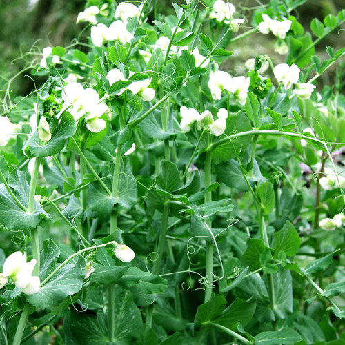 Pea Seeds for Microgreens