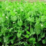 Pea Seeds for Microgreens