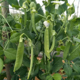 Sweet & Crispy Snow Pea Seeds