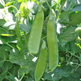 Sweet & Crispy Snow Pea Seeds