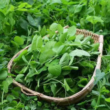 Pea Seeds for Microgreens