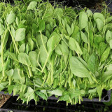 Pea Seeds for Microgreens
