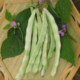 Didouwang No.1 Kidney Bean Seeds