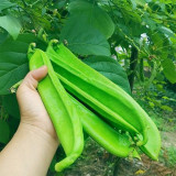 Thick-fleshed Sword Bean Seeds
