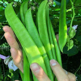 Thick-fleshed Sword Bean Seeds