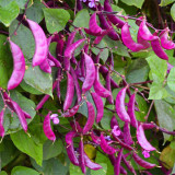 Purple Hyacinth Bean Seeds