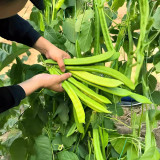 Thick-fleshed Sword Bean Seeds