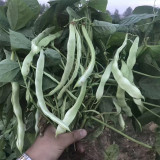 Didouwang No.1 Kidney Bean Seeds