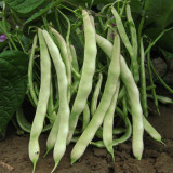 Didouwang No.1 Kidney Bean Seeds