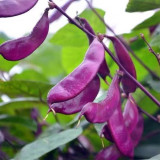 Purple Hyacinth Bean Seeds