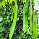 Thick-fleshed Sword Bean Seeds
