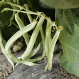 Didouwang No.1 Kidney Bean Seeds