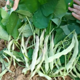 Didouwang No.1 Kidney Bean Seeds