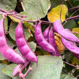 Purple Hyacinth Bean Seeds