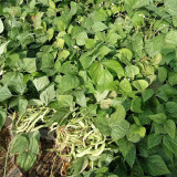 Didouwang No.1 Kidney Bean Seeds