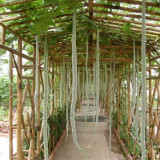 Snake Gourd Seeds, (Trichosanthes anguina L.)