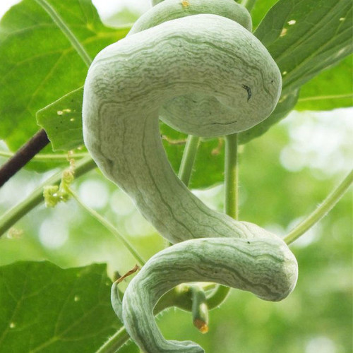 Snake Gourd Seeds, (Trichosanthes anguina L.)