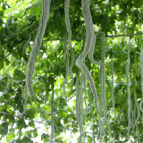 Snake Gourd Seeds, (Trichosanthes anguina L.)
