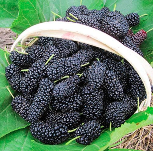 Heirloom BlackBerry Seed Sweet Black Berry Fruits