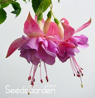 Pink Double Petals Fuchsia Seed Potted Flower Garden Plants Hanging Fuchsia Flowers