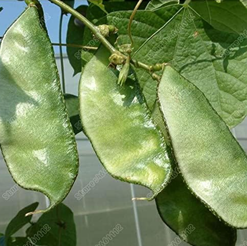 Green Pea Green Side Eyebrow Bean Seeds