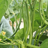 Huajun No.5 Snap Bean Seeds