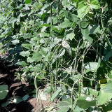 Huajun No.1 Yardlong Bean Seeds