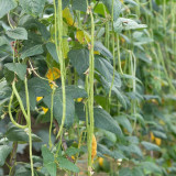 Huajun No.1 Yardlong Bean Seeds
