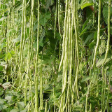 Huajun No.1 Yardlong Bean Seeds