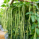Huajun No.1 Yardlong Bean Seeds