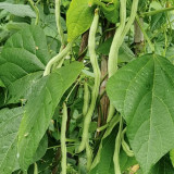 Huajun No.5 Snap Bean Seeds